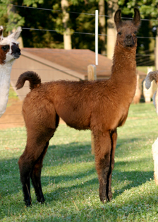 Female cria by Top Pick & Precedent